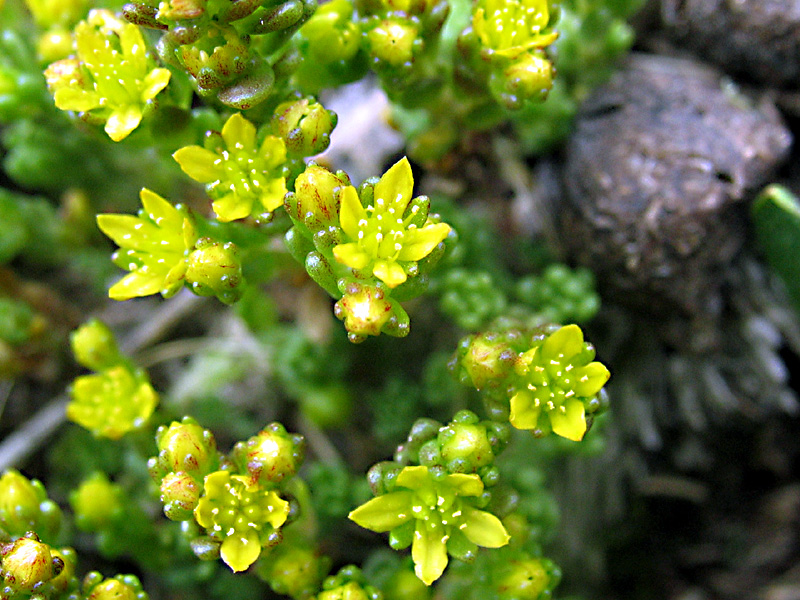 Pianta d''alta quota - Saxifraga aizoides